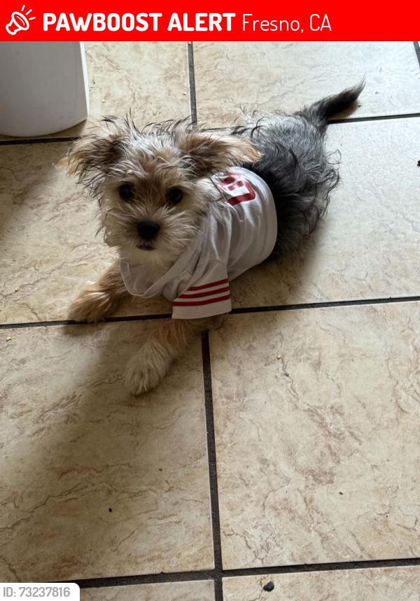 Lost Male Dog last seen Broadway and Belmont, Fresno, CA 93701