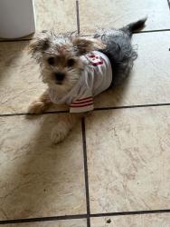 Lost Male Dog last seen Broadway and Belmont, Fresno, CA 93701