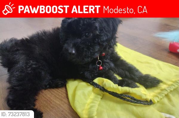 Lost Unknown Dog last seen Touolume Blvd / Yosemite ave, Modesto, CA 95351