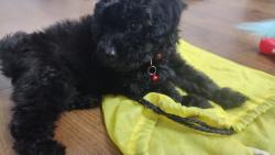 Lost Unknown Dog last seen Touolume Blvd / Yosemite ave, Modesto, CA 95351