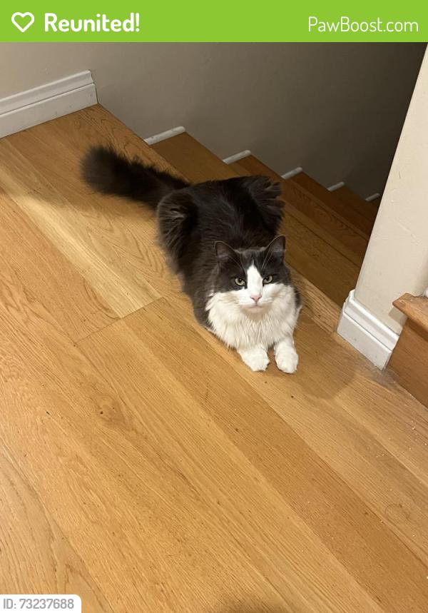 Reunited Male Cat last seen Fern Glen and La Jolla Blvd, San Diego, CA 92037
