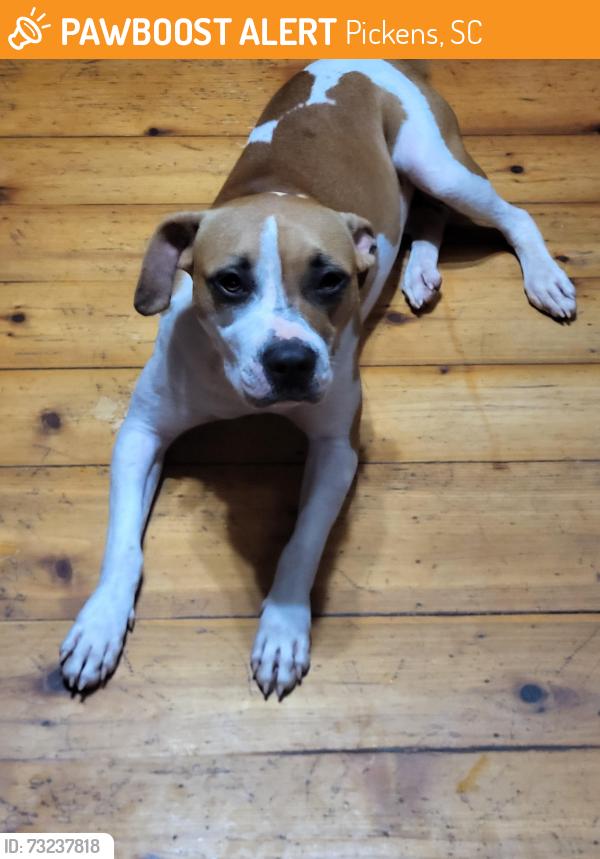 Found/Stray Female Dog last seen Masters store, Pickens, SC 29671