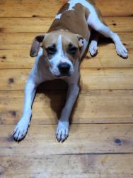 Found/Stray Female Dog last seen Masters store, Pickens, SC 29671