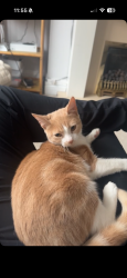 Reunited Female Cat last seen Greenway road, Halton, England 
