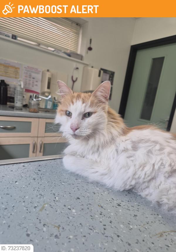 Found/Stray Male Cat last seen Jewsbury Way, Thorpe Astley, England 