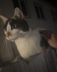 Reunited Unknown Cat last seen Littleton Ln, Lincoln, CA 95648, USA, Lincoln, CA 95648