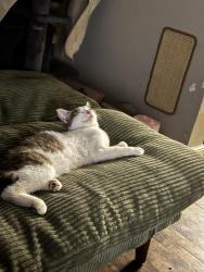 Found/Stray Female Cat last seen National, Milwaukee, WI 53215
