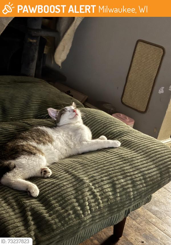 Found/Stray Female Cat last seen National, Milwaukee, WI 53215