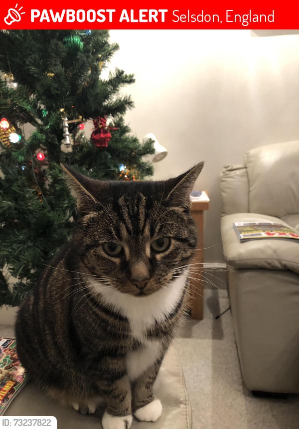 Lost Female Cat last seen Foxearth Road, Selsdon, England 