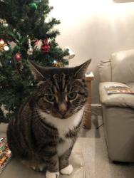 Lost Female Cat last seen Foxearth Road, Selsdon, England 