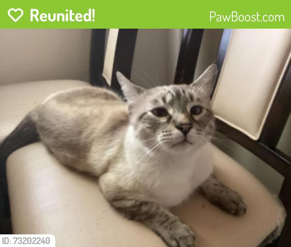 Reunited Male Cat last seen Connie, Sacramento, CA 95815