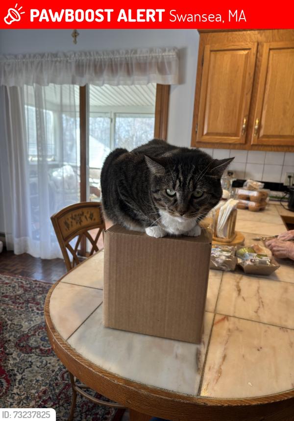 Lost Female Cat last seen Wilbur Ave, Swansea, MA 02777