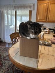 Lost Female Cat last seen Wilbur Ave, Swansea, MA 02777