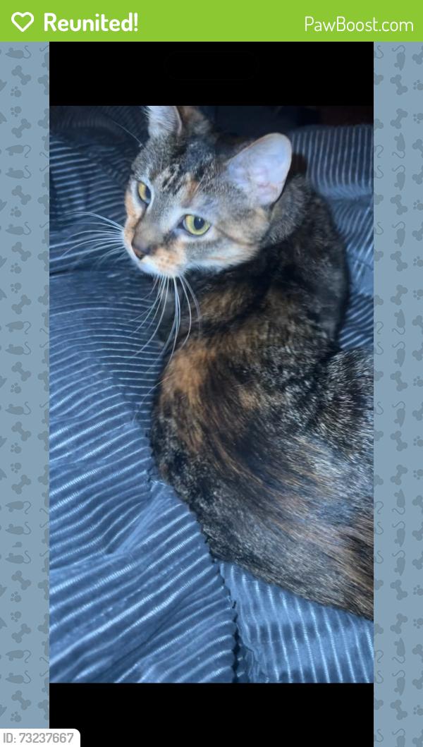 Reunited Female Cat last seen Hillcrest lane, Gloucester Township, NJ 08012