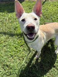 Shelter Stray Female Dog last seen CHARLOTTE, 8315 Byrum Dr, Charlotte, NC 28217, USA