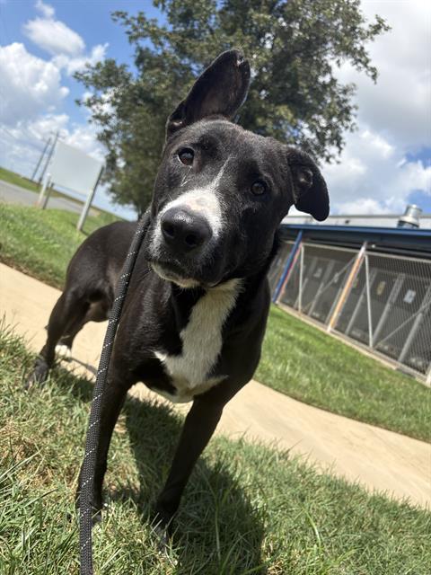 Shelter Stray Male Dog last seen HUNTERSVILLE, 8315 Byrum Dr, Charlotte, NC 28217, USA