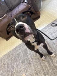 Shelter Stray Male Dog last seen CHARLOTTE, 8315 Byrum Dr, Charlotte, NC 28217, USA