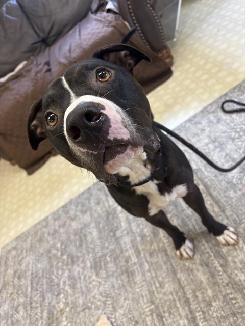 Shelter Stray Male Dog last seen CHARLOTTE, 8315 Byrum Dr, Charlotte, NC 28217, USA