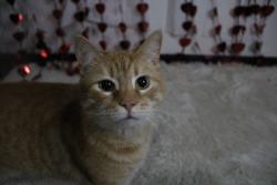 Lost Male Cat last seen Behind maryville targer, Maryville, TN 37801