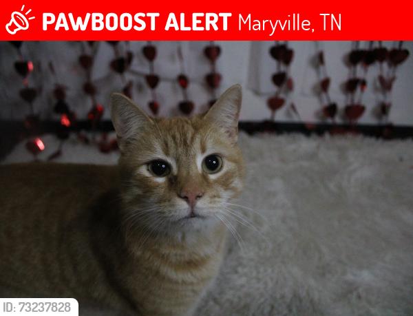 Lost Male Cat last seen Behind maryville targer, Maryville, TN 37801
