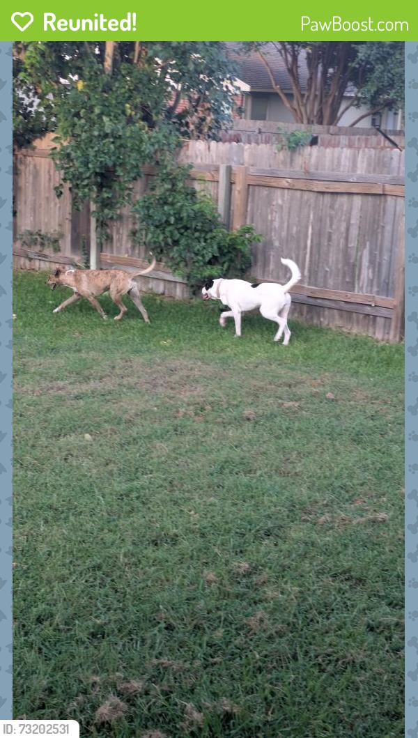 Reunited Unknown Dog last seen Ty Cobb place, Round Rock, TX 78665
