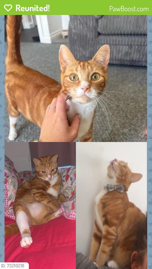 Reunited Male Cat last seen Portreath way gl22ff, Quedgeley, England 