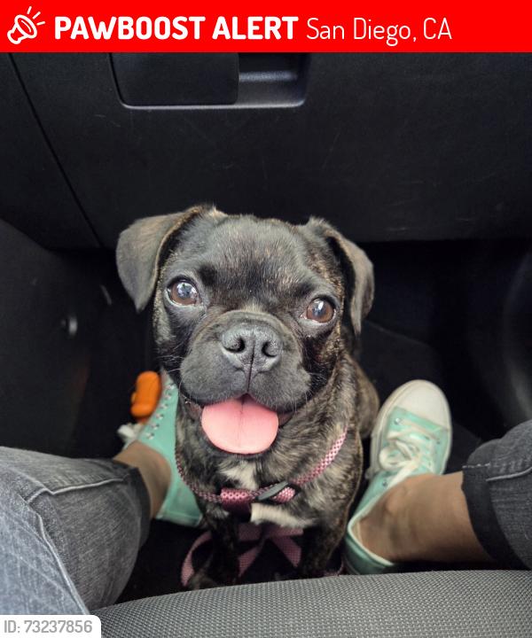 Lost Female Dog last seen 27th st and Boston ave, San Diego, CA 92113