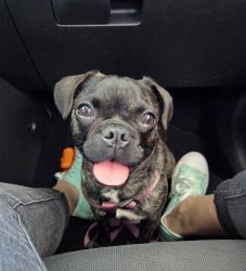 Lost Female Dog last seen 27th st and Boston ave, San Diego, CA 92113
