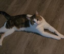 Lost Male Cat last seen southfield mi, Southfield, MI 48075