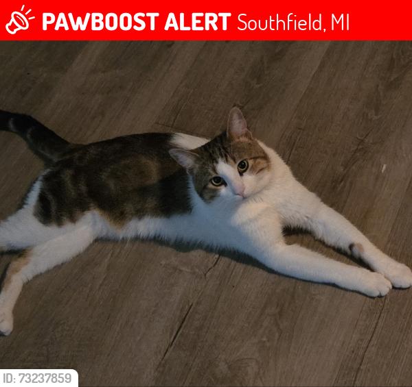 Lost Male Cat last seen southfield mi, Southfield, MI 48075