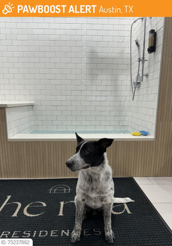 Found/Stray Female Dog last seen Bus stop, Austin, TX 78701