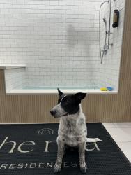 Found/Stray Female Dog last seen Bus stop, Austin, TX 78701