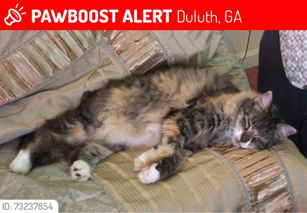 Lost Female Cat last seen Ennfield Lane and Crossfield Way Duluth GA 30096, Duluth, GA 30096