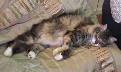 Lost Female Cat last seen Ennfield Lane and Crossfield Way Duluth GA 30096, Duluth, GA 30096