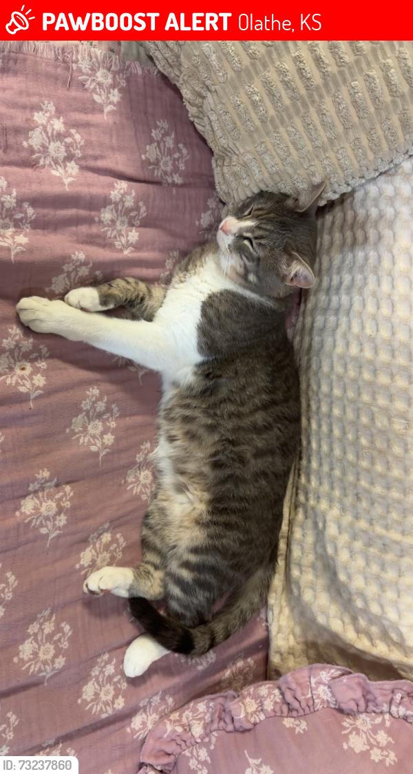 Lost Male Cat last seen 119th and Blackbob, Olathe, KS 66062