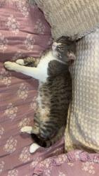 Lost Male Cat last seen 119th and Blackbob, Olathe, KS 66062