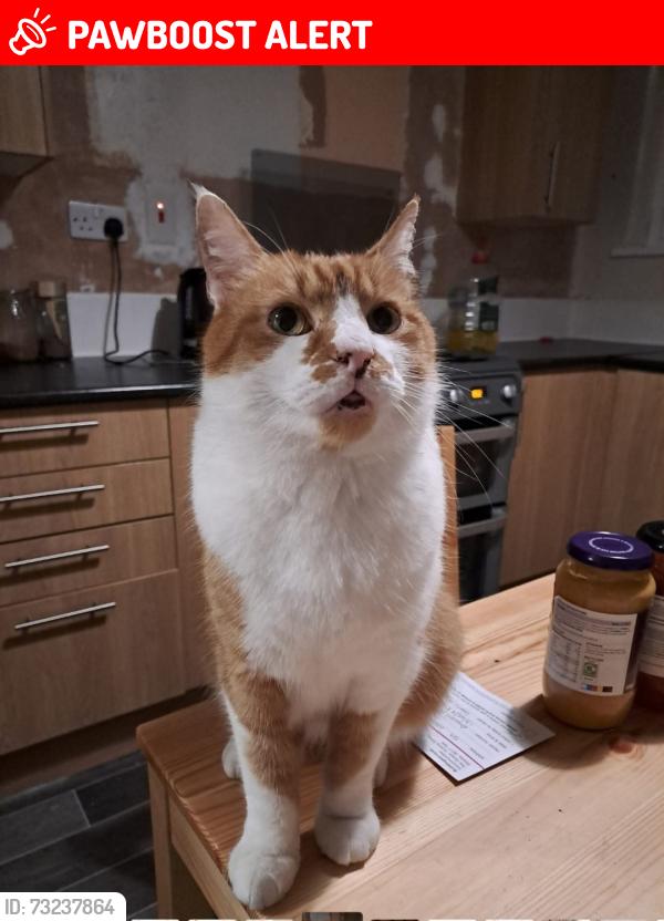 Lost Male Cat last seen Necropolis road, Lidget Green, England BD7 2EG