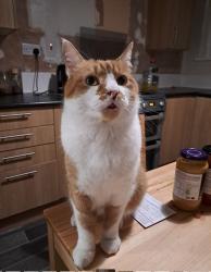 Lost Male Cat last seen Necropolis road, Lidget Green, England BD7 2EG