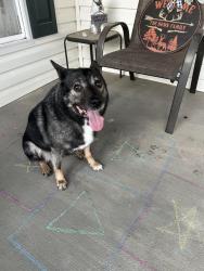 Reunited Male Dog last seen Near Polaris Drive, walkersville, md 21793, Walkersville, MD 21793