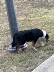 Found/Stray Male Dog last seen Sonic in Wolfcreek Running Trail, College Station, TX 77840