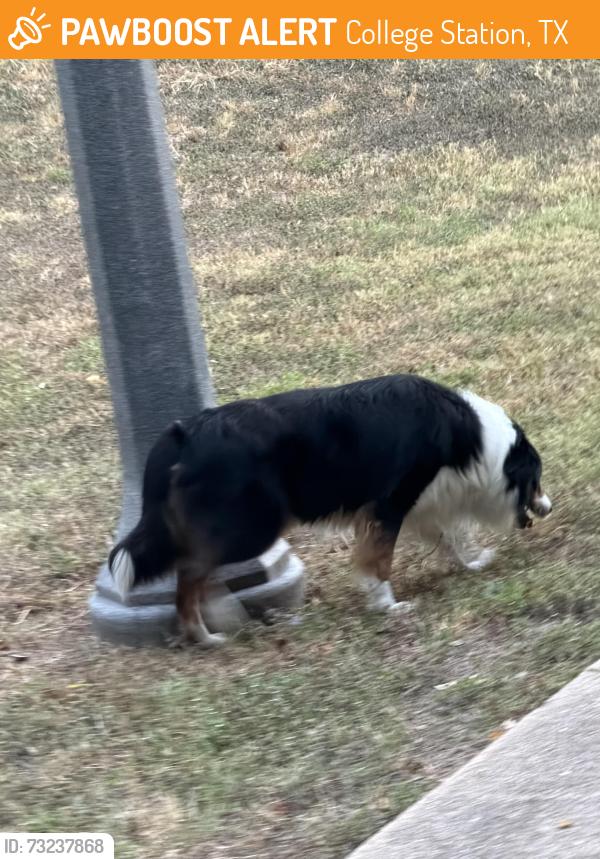Found/Stray Male Dog last seen Sonic in Wolfcreek Running Trail, College Station, TX 77840