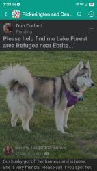 Lost Female Dog last seen Refugee at Ebright Pickerington, Pickerington, OH 43147