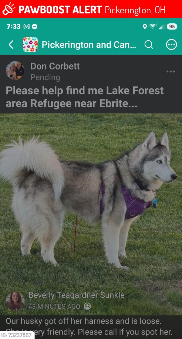 Lost Female Dog last seen Refugee at Ebright Pickerington, Pickerington, OH 43147