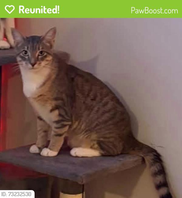 Reunited Male Cat last seen Hixson/Cherokee blvd, Chattanooga, TN 37405