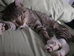 Found/Stray Unknown Cat last seen Enon Springs RD E and lowry St, Smyrna, TN 37167