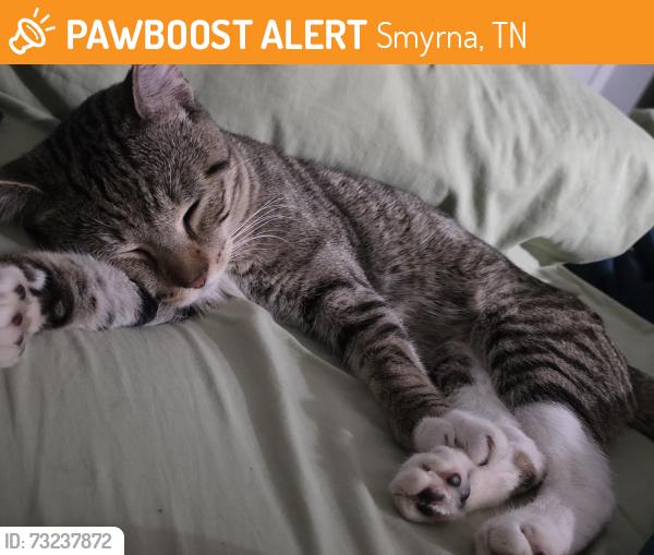 Found/Stray Unknown Cat last seen Enon Springs RD E and lowry St, Smyrna, TN 37167