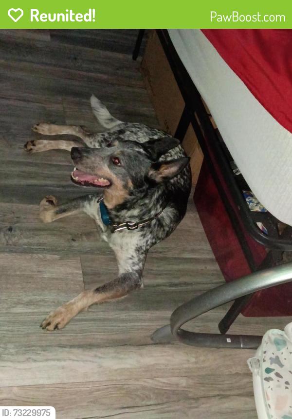 Reunited Male Dog last seen Ridgewood US1 I think Indian River, Edgewater, FL 32141