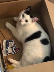 Lost Female Cat last seen Old Lakeshore rd/Dover rd, Lake View, NY 14085