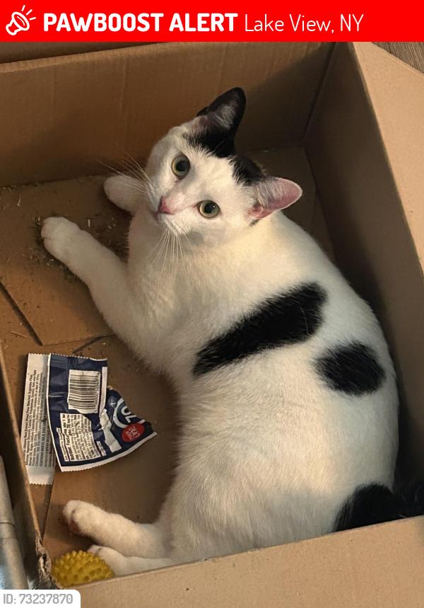Lost Female Cat last seen Old Lakeshore rd/Dover rd, Lake View, NY 14085