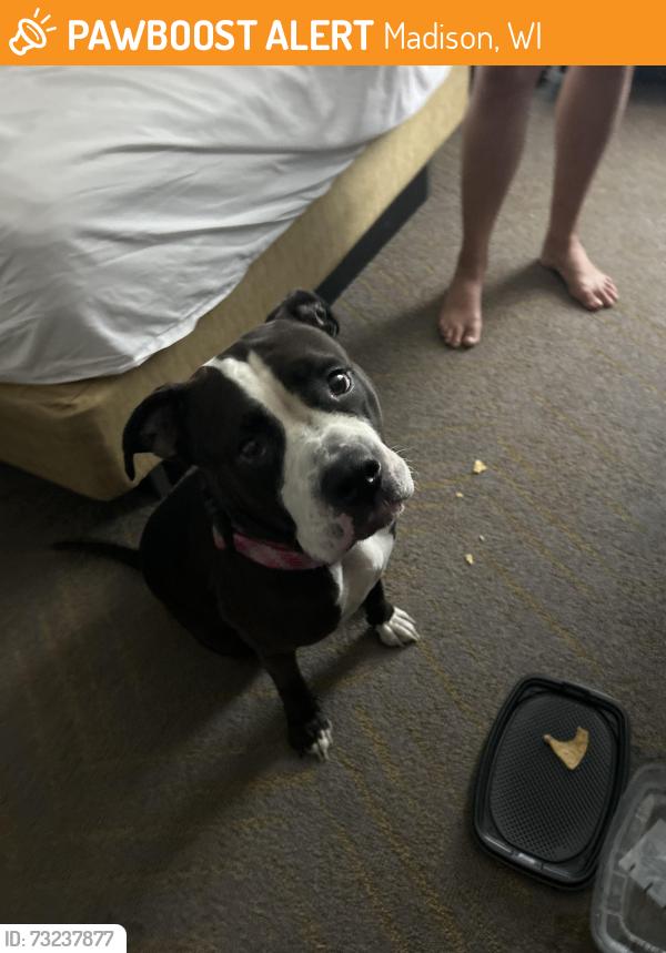 Found/Stray Female Dog last seen Taco Bell, Madison, WI 53704